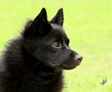 Schipperke 9Y506D-026